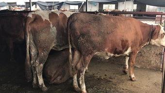 黄牛叫视频,一场别开生面的街头表演