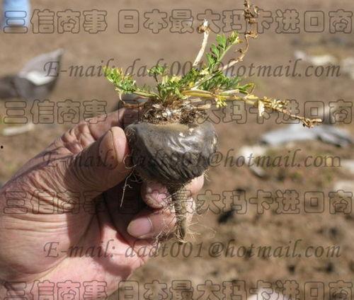 玛咖的视频,神奇草本植物的神奇功效揭秘
